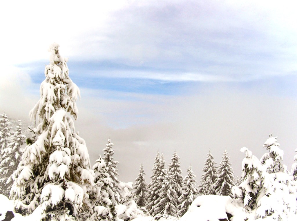 Photo of pine trees covered in a foot of snow