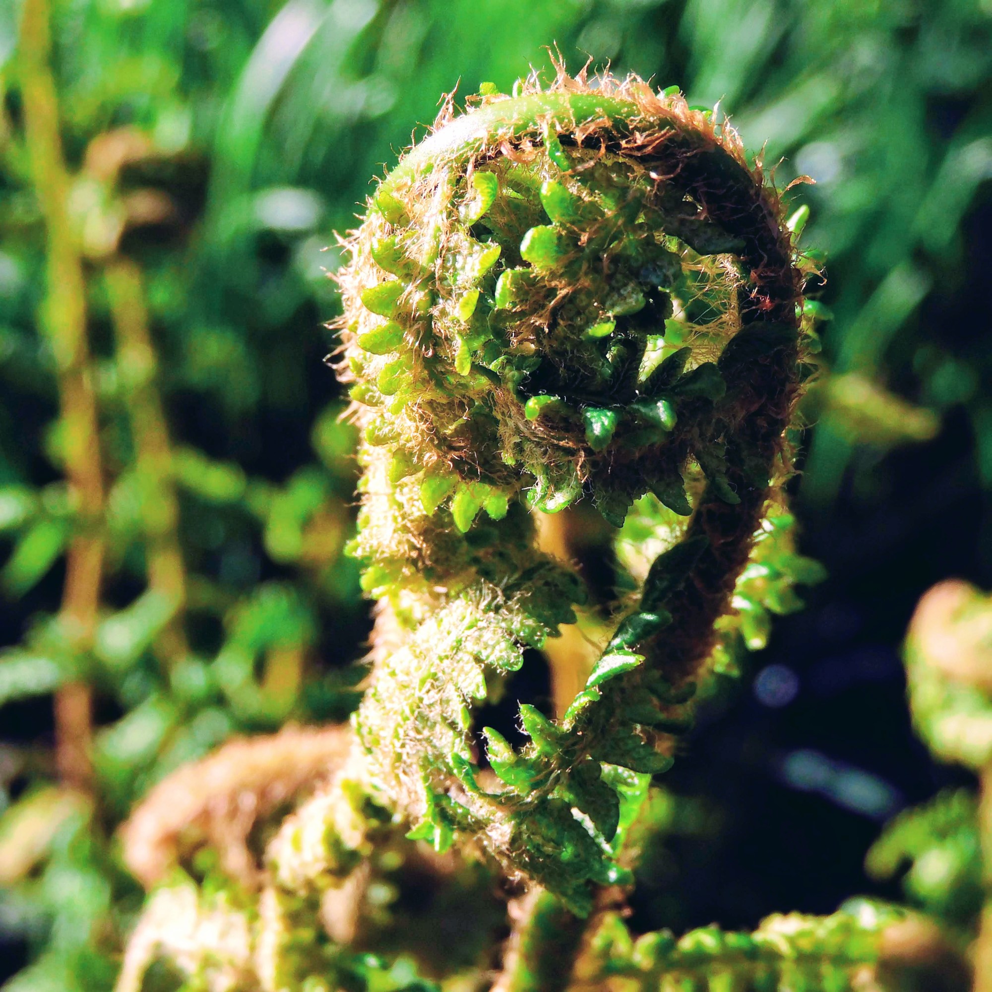Fern unfolding