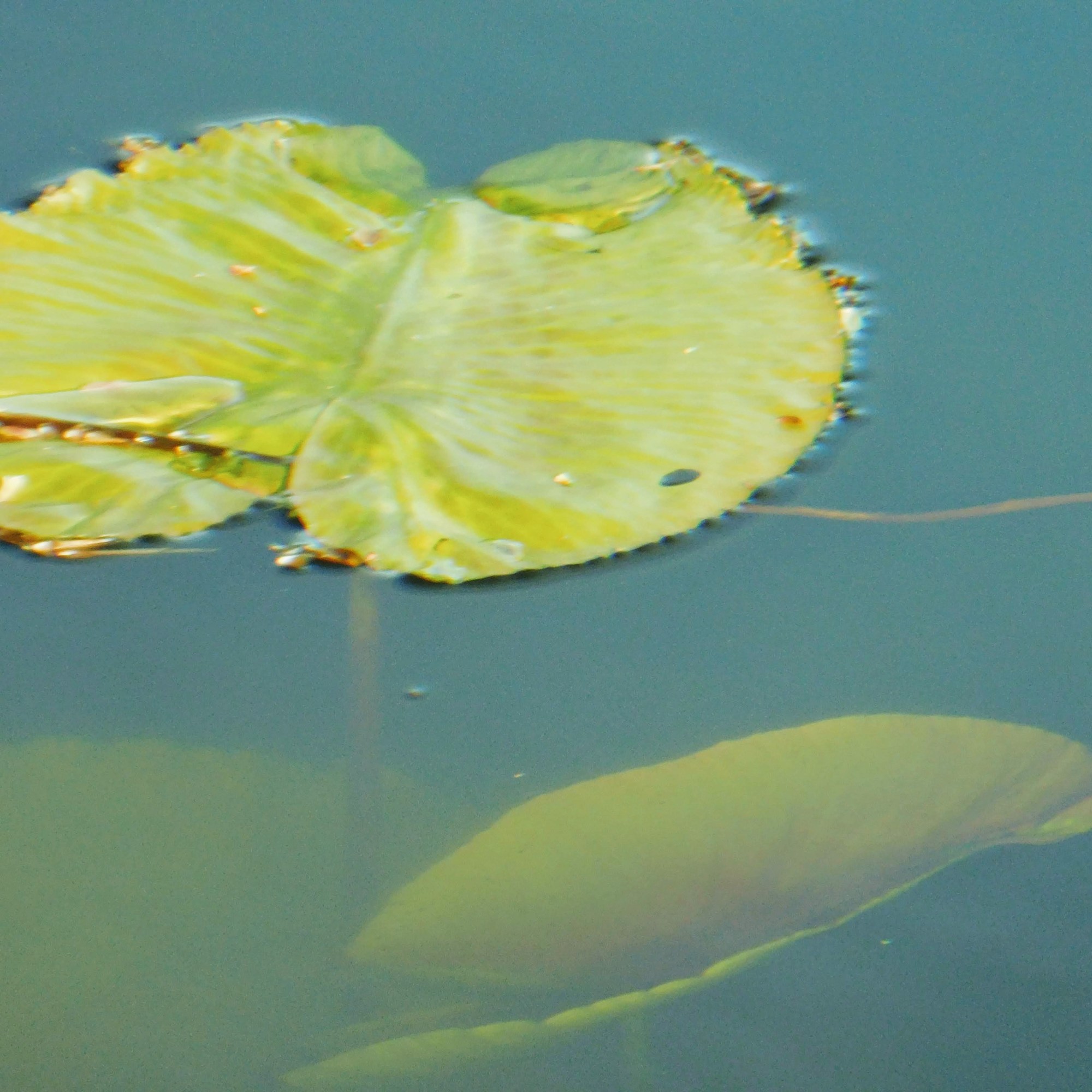 water lily leaves emerging from murky water