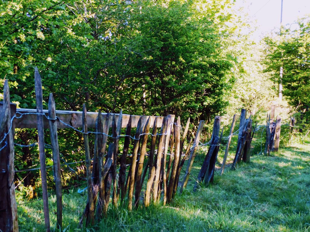 Rickety wooden fence along a wooded area