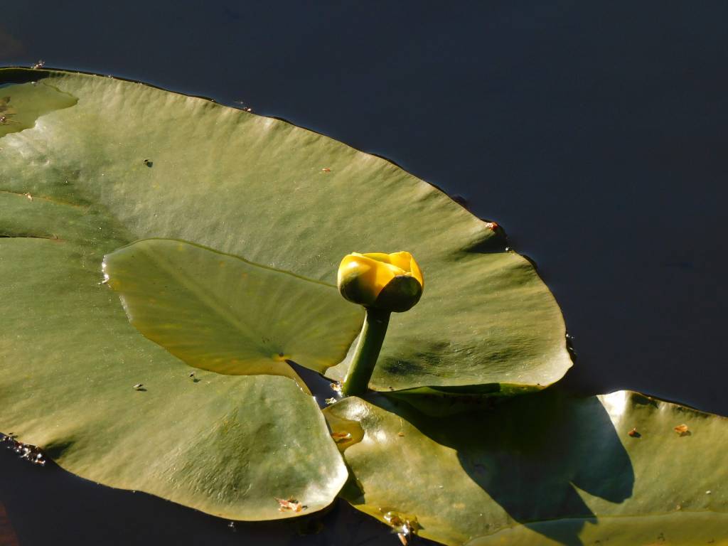 waterlily emerging between two leaves 