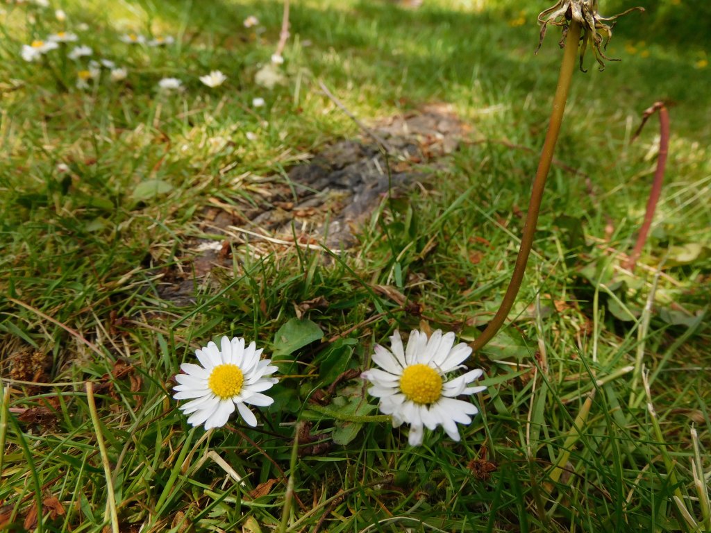 Tree Roots emerging from grass