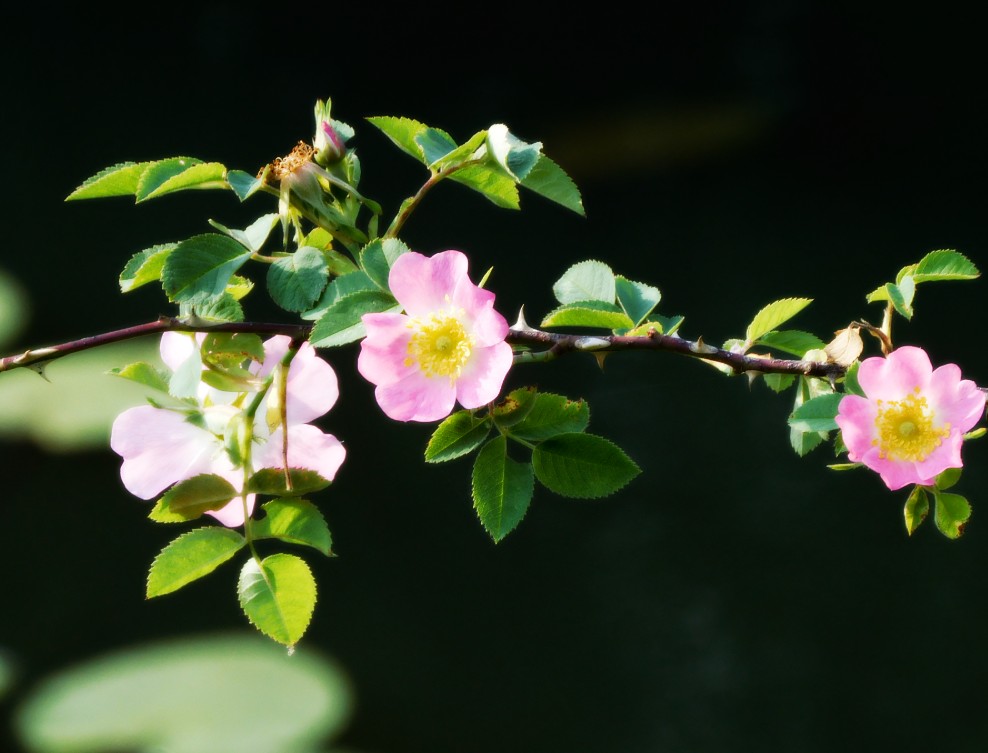 blooming branch of dog rose 