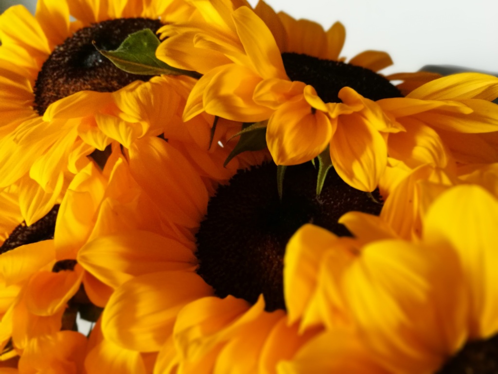 Close up photo of sunflowers 