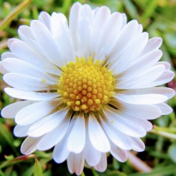 SoTLwalk: March 2021