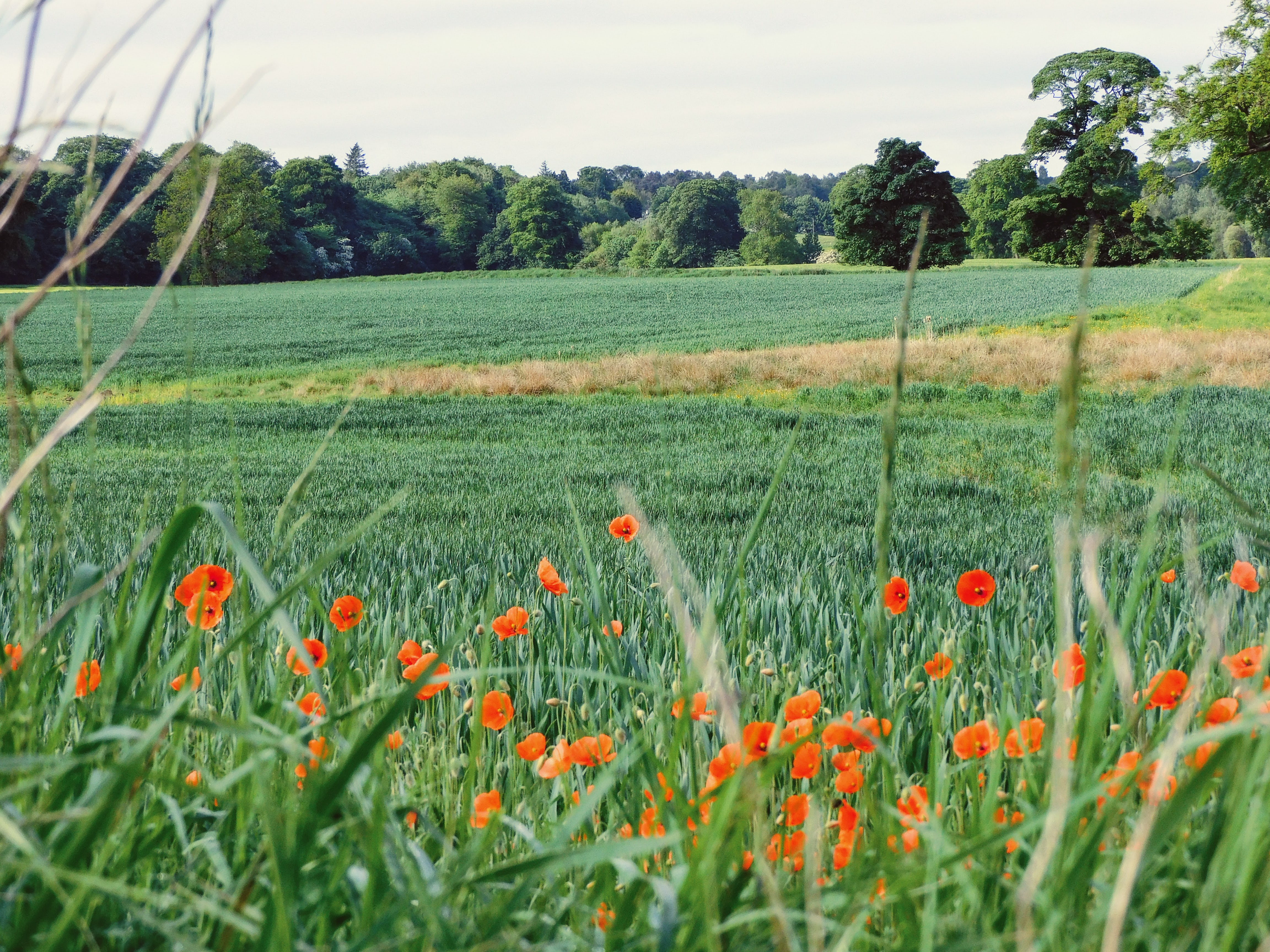 a field with green wheat red poppies stretch across the foreground