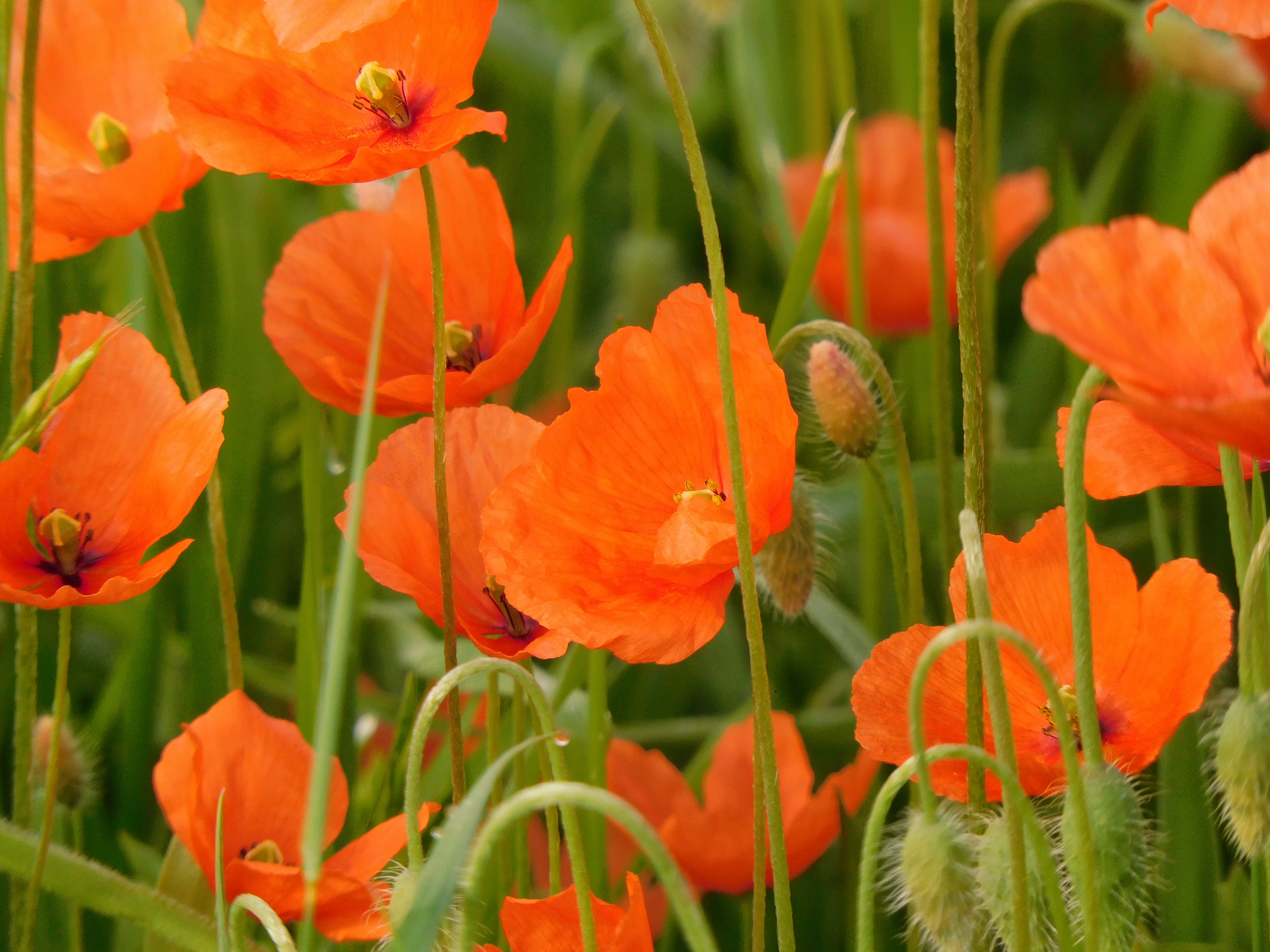 a picture frame of red poppies 