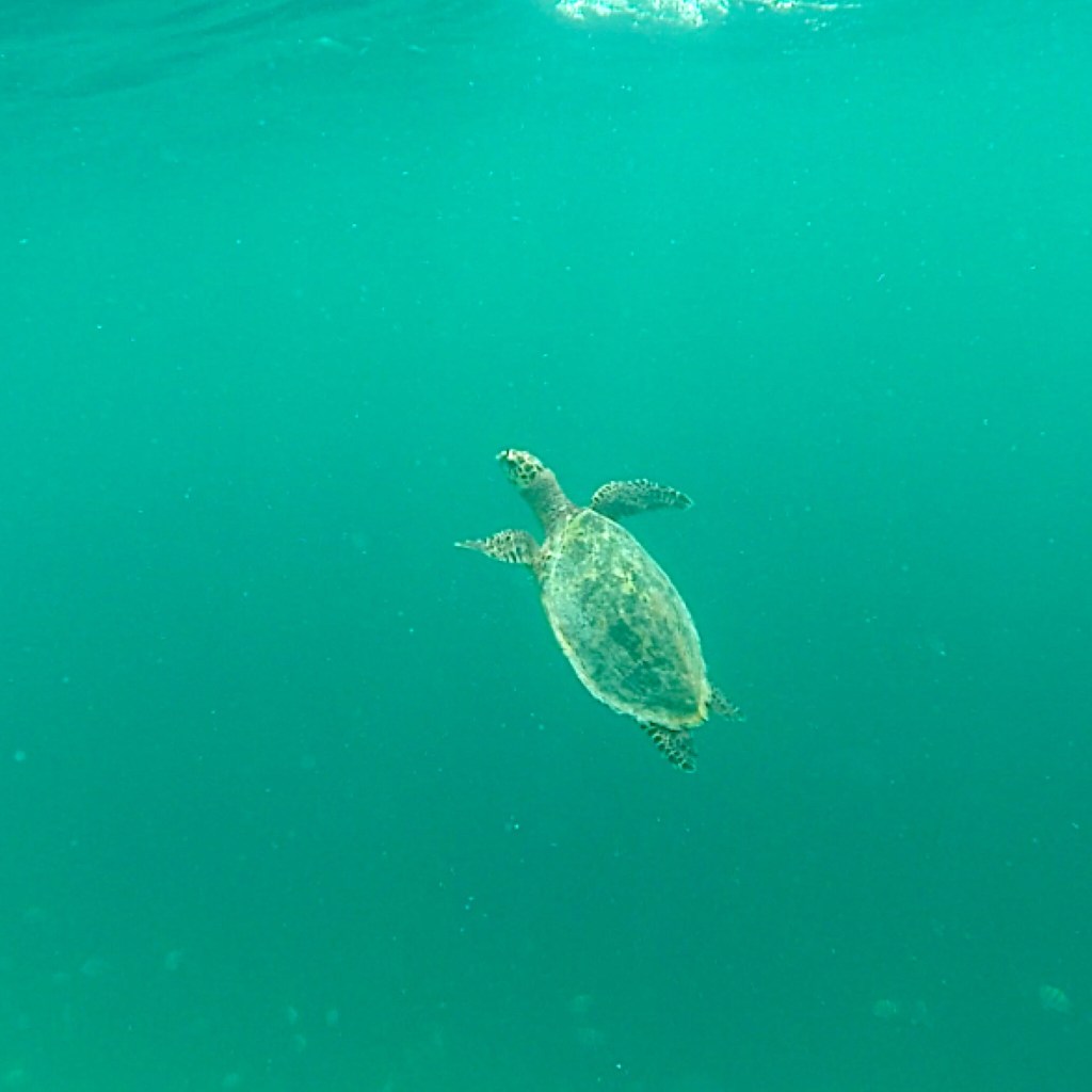 underwater photo of a turtle we were swimming with in the Indian Ocean