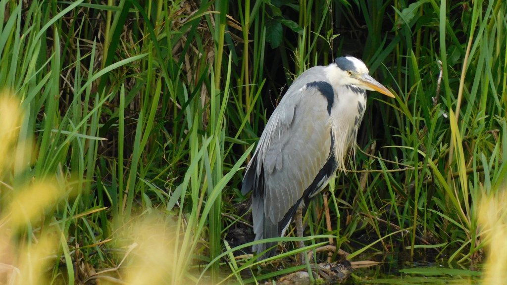 Heron standing amongst the green reeds all hunched and looking grumpy. No kidding our local heron looks like a grumpy old man. He is still pretty though.