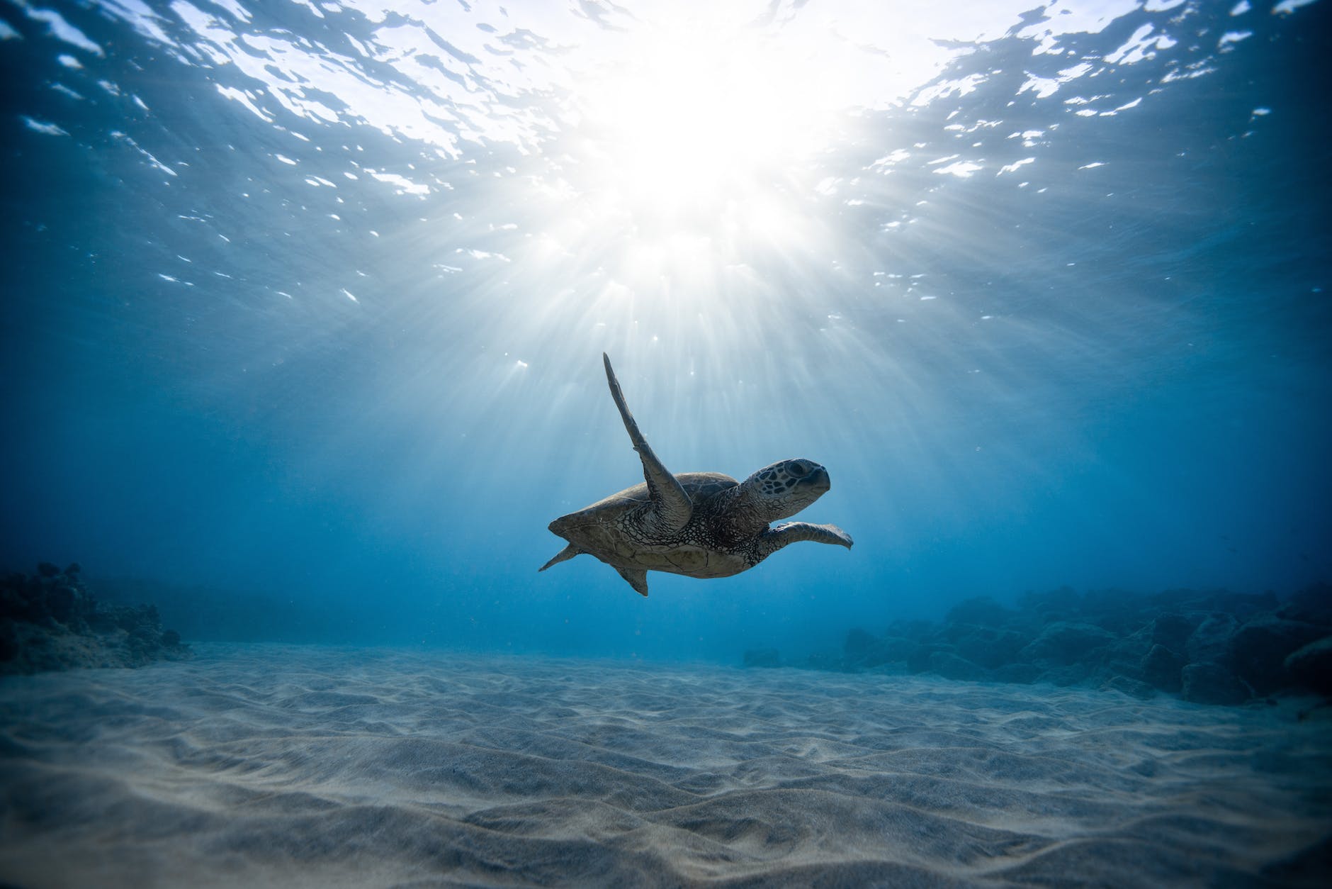 A turtle swimming in the sea, a diver took the image, you can see the sandy floor, some corals in the background and the sun breaks through the water surface from above. They don't appear to be very deep but this could be deceiving.