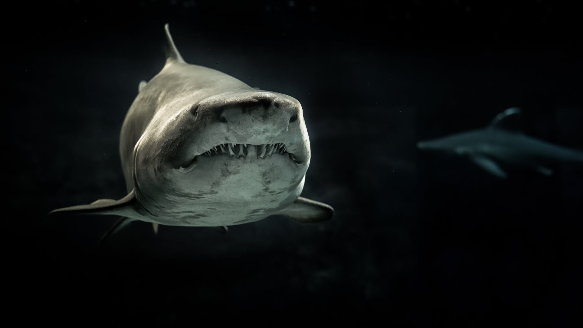 A close up of a shark swimming straight towards the camera. You can see the teeth! The shark is lid by camera light the water around is literally black and the silhouette of another shark can just be made out in the background. Super scary picture. The shark has the head slightly tilted upwards as if sniffing the camera man. 