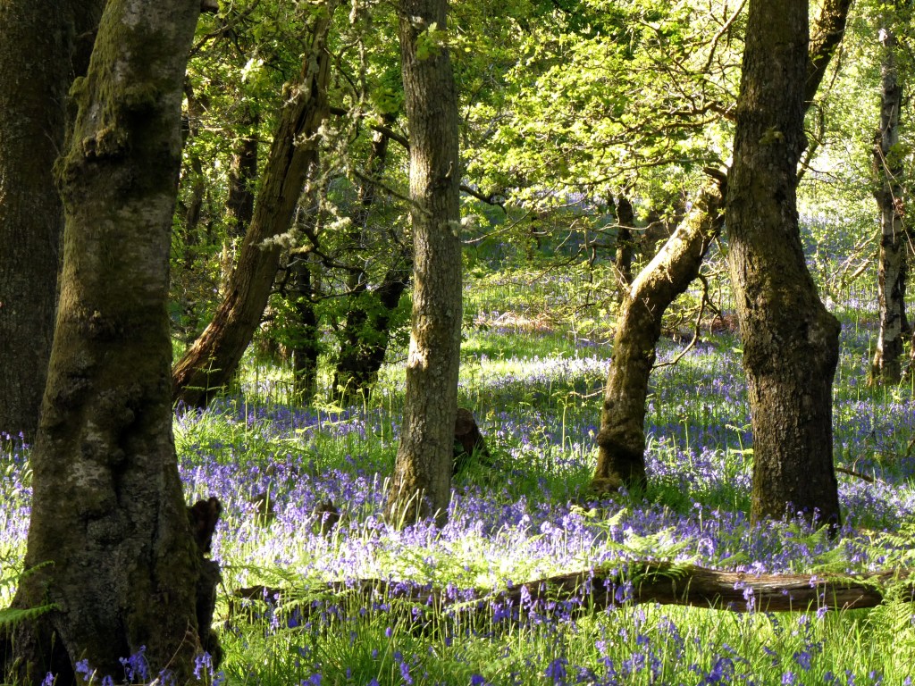 Bluebell woods. A carpet of bluebells underneath a cops of moss covered oak trees.
The sun breaks through the trees and makes the colour of the bluebells pop. The image feels like the beginning of a fairy tale.