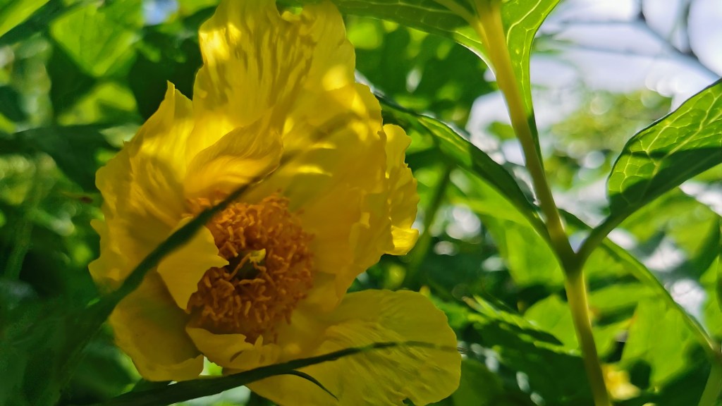 a yellow peony non hybrid it just showed up in the garden one day