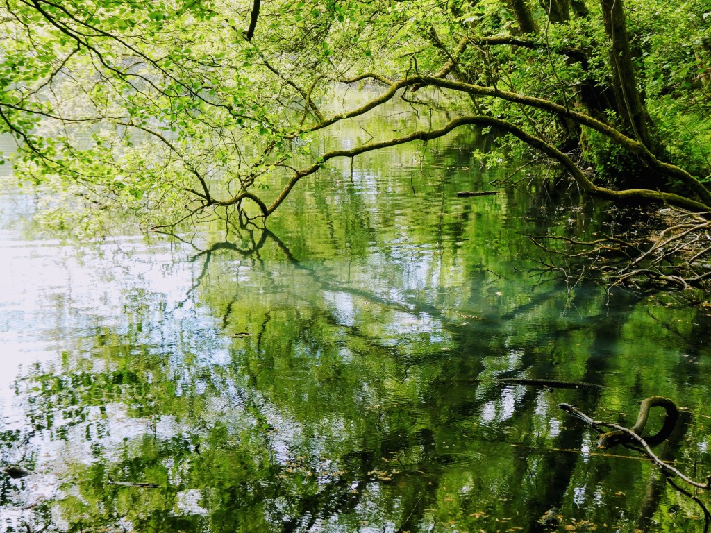 a tree hanging over a pond. 
it is surrounded by more trees all don May green leaves and reflect in the water which is slightly rippling from a spring breeze ...   