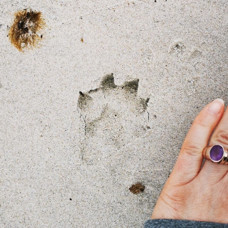 My hand size compared to an otter foot print in the sand